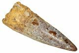 Fossil Spinosaurus Tooth - Real Dinosaur Tooth #350122-1